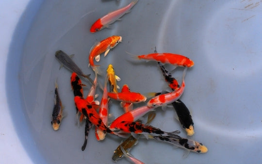 Koï Europe Extra couleur