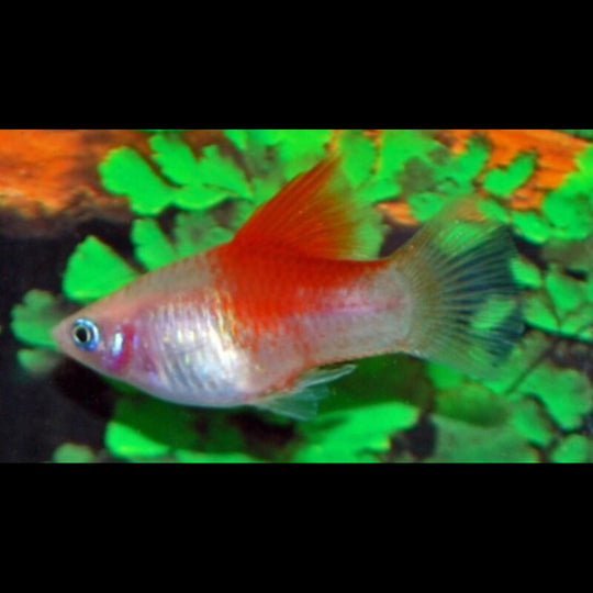 Platy Blanc RED TOP (Xiph. MAC. white red top) â Sur commande â par 10