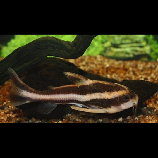Silure RAYÉ (Platydoras costatus) – Sur commande