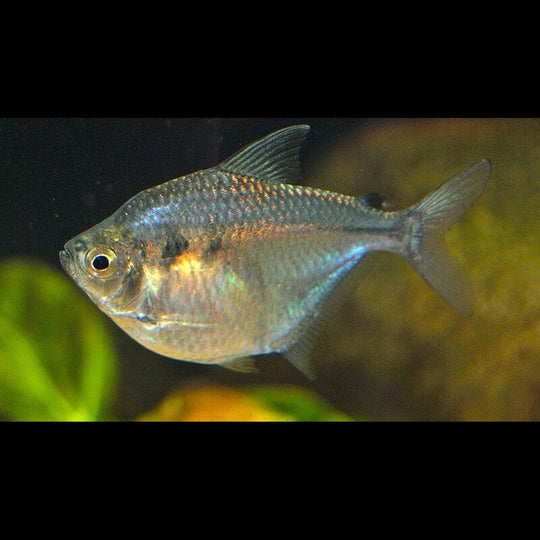 Tétra discus sauvage (Brachychalcinus orbicularis) – Sur commande