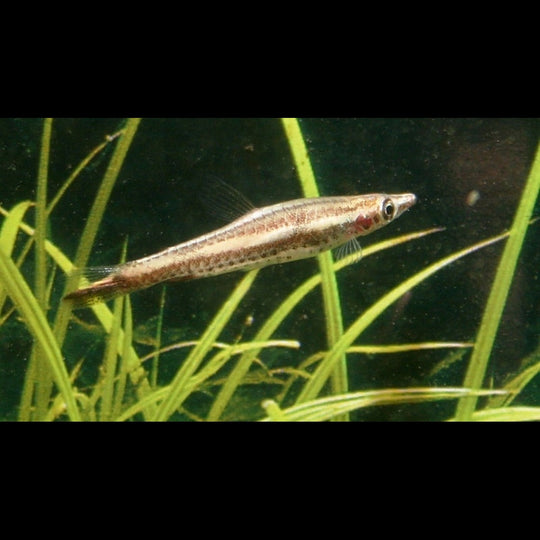 Poisson-crayon brun sauvage (Nannostomus eques) – Sur commande