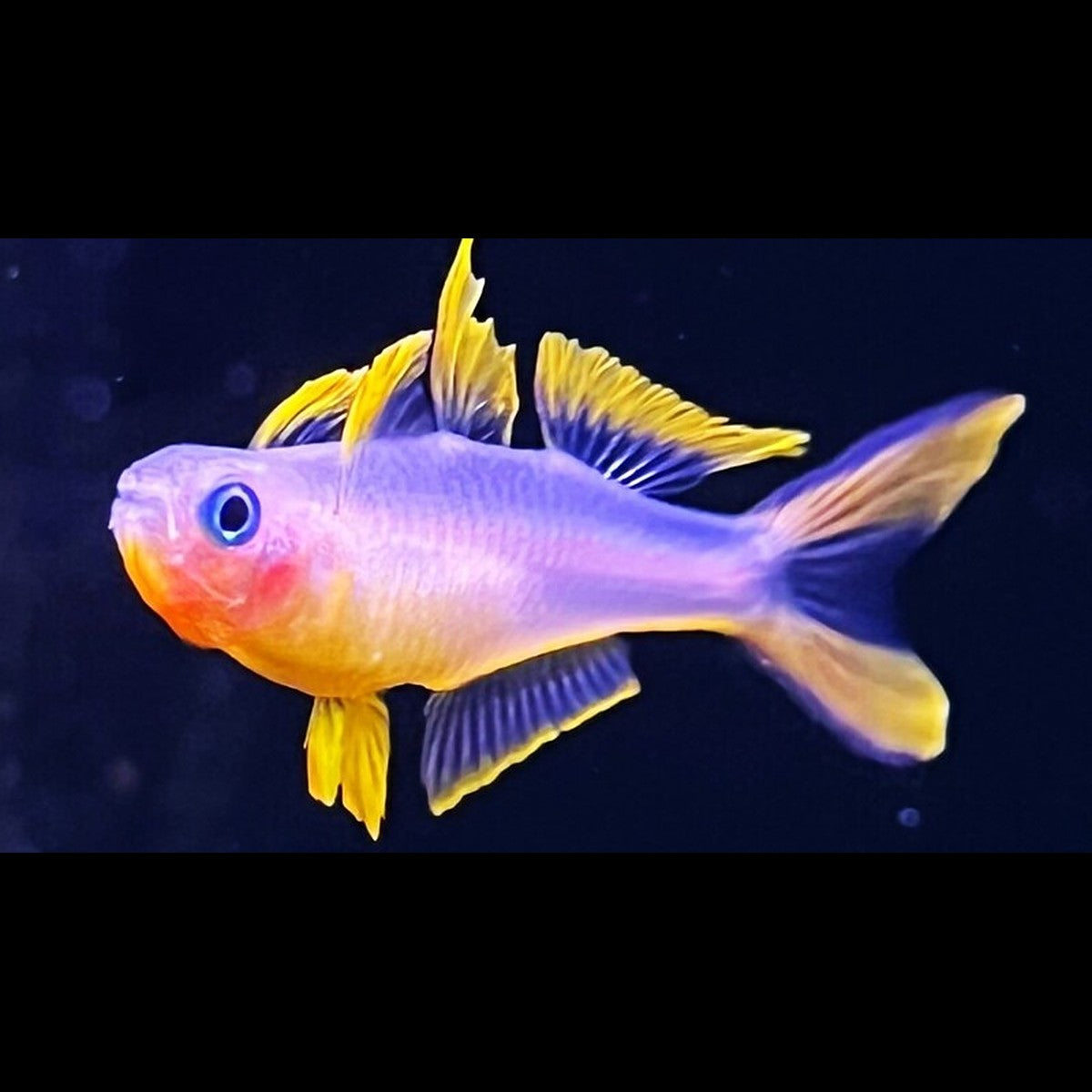 Pseudomugil à queue fourchue (Pseudomugil furcatus) – Sur commande