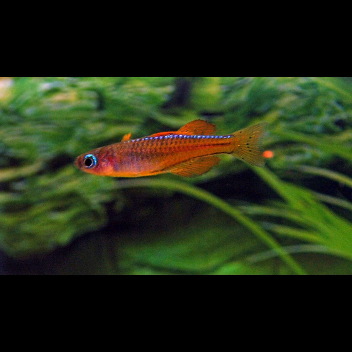 Pseudomugil luminatus (Pseudomugil luminatus) – Sur commande