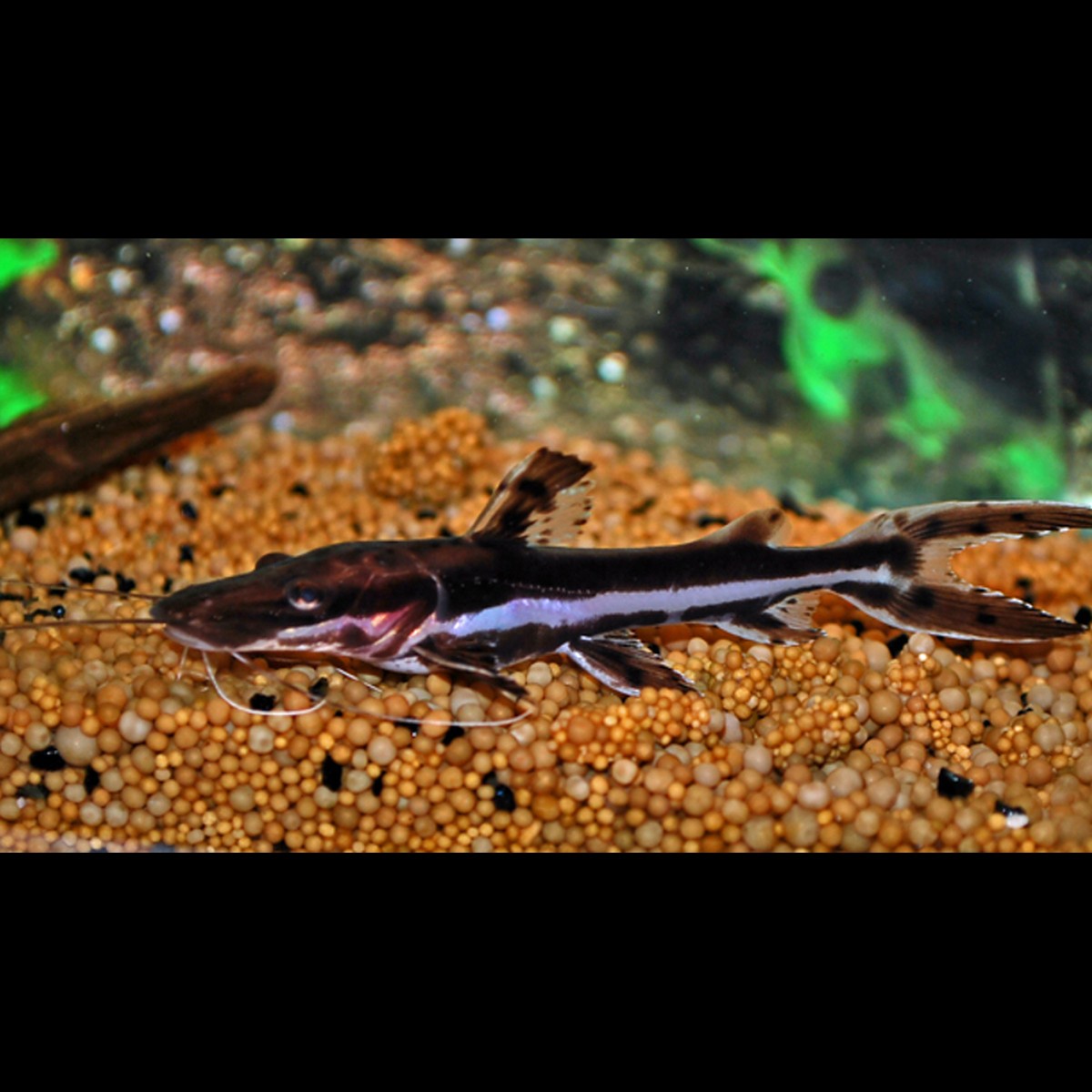 Silure Fasciatum (Pseudoplatystoma fasciatum) – Sur commande
