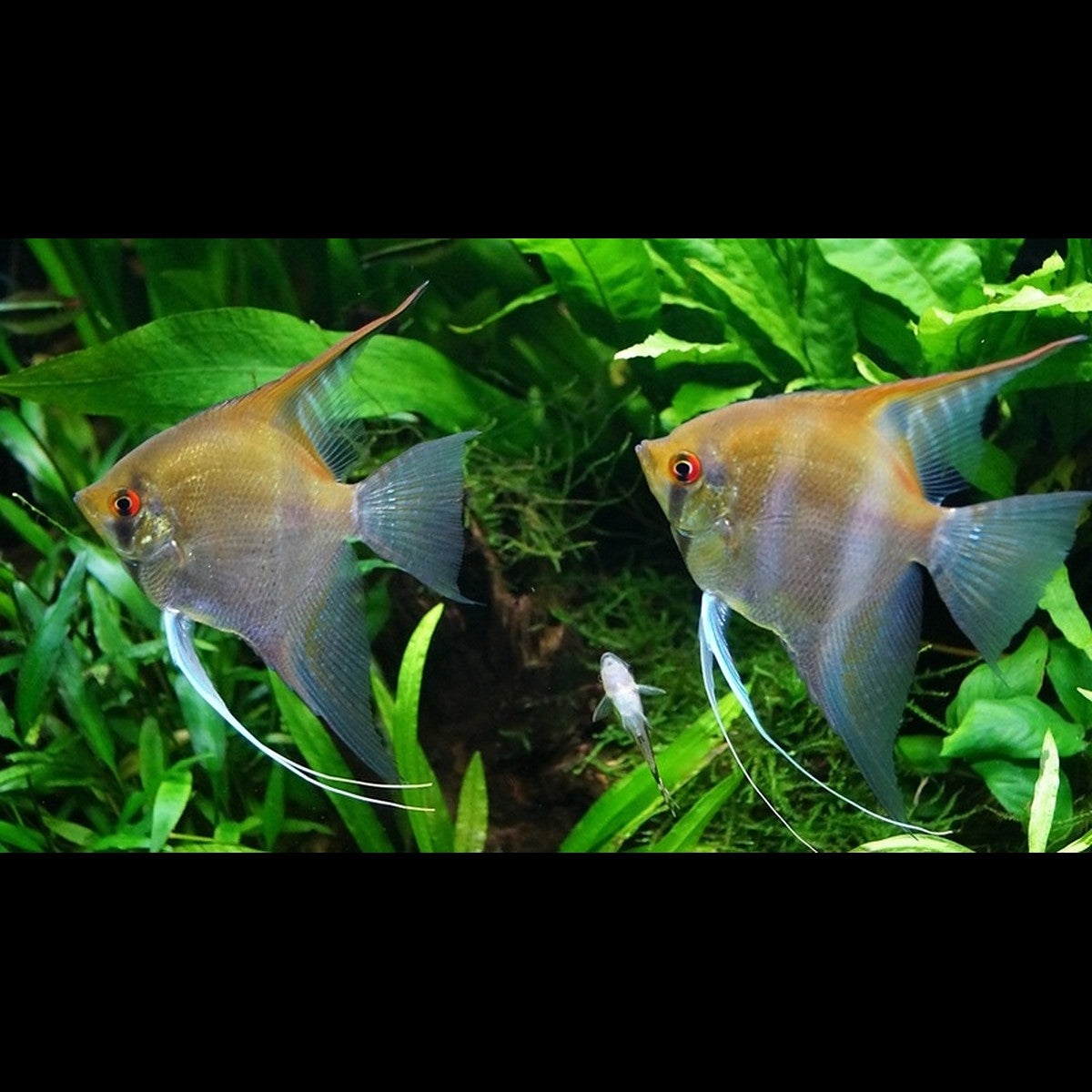 Scalaire RIO Negro (P. scalare rio negro) – Sur commande