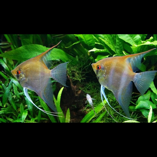 Scalaire RIO Negro (P. scalare rio negro) – Sur commande