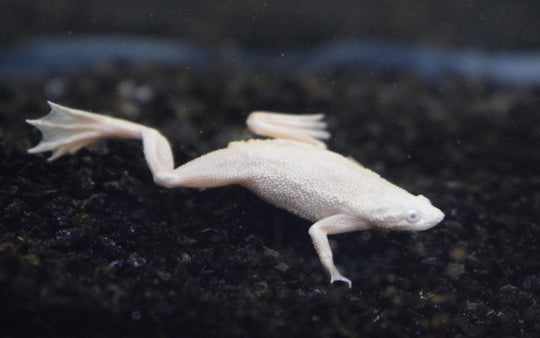 Grenouille naine Platinium white