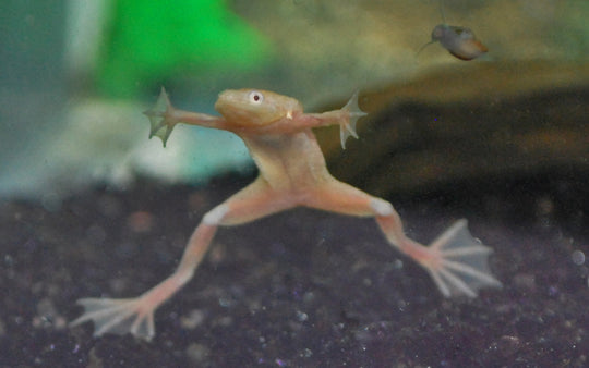 Grenouille naine Gold