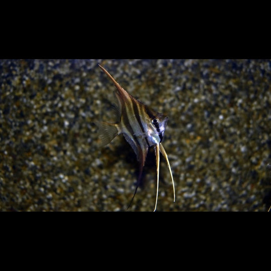 Scalaire Altum sauvage (P. altum orinoco) – Sur commande