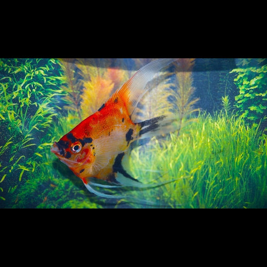 Scalaire Red Devil voilé (Pterophyllum scalare « red devil » voile) – Sur commande