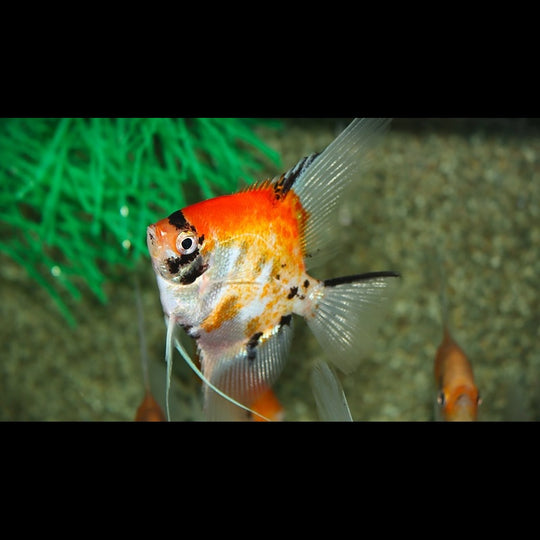 Scalaire KOI TÊTE DORÉ (P. scalare koi goldhead) – Sur commande
