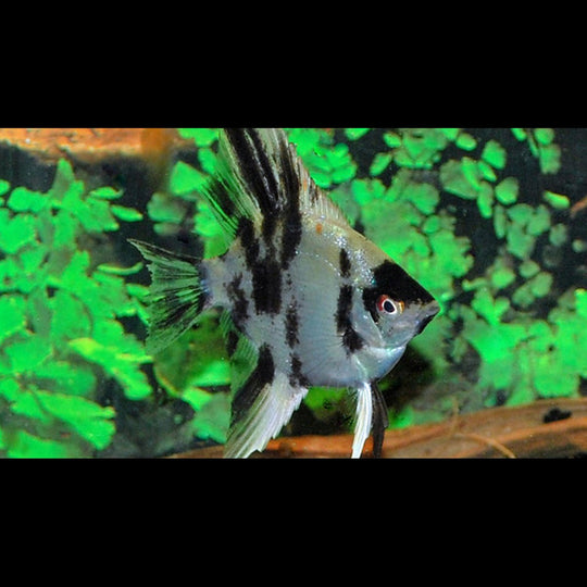 Scalaire KOI (P. scalare koi) – Sur commande