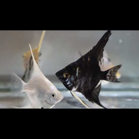 Scalaire Assortis (P. scalare mix) – Sur commande