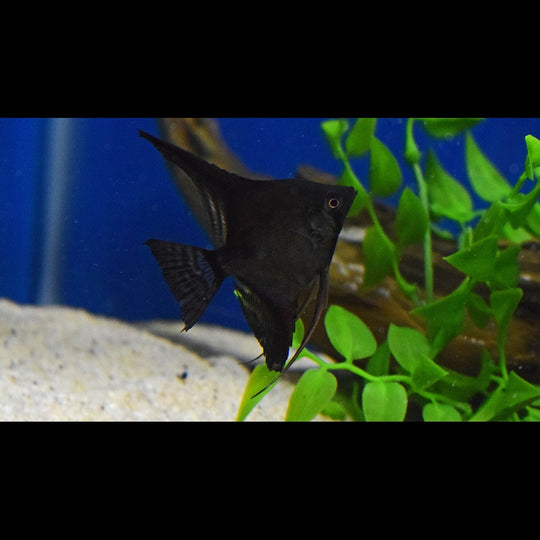 Scalaire NOIR (P. scalare black) – Sur commande