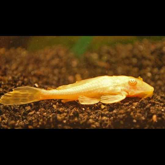 PlĂ©co lĂ©opard albinos (Pterygoplichthys gibbiceps « albino ») â Sur commande