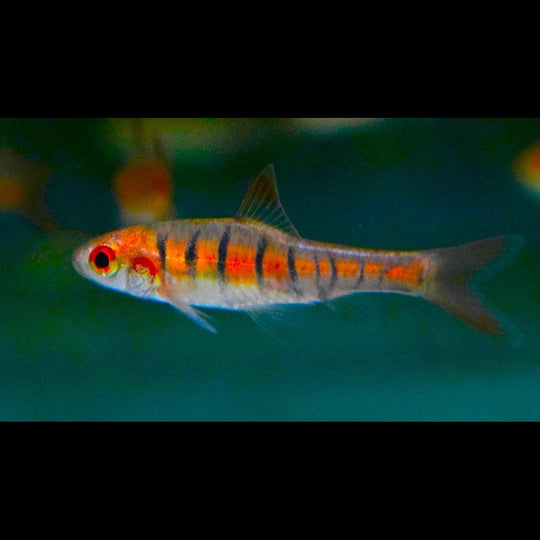 Barbus africain à bandes (Enteromius fasciolatus) – Sur commande – par 10
