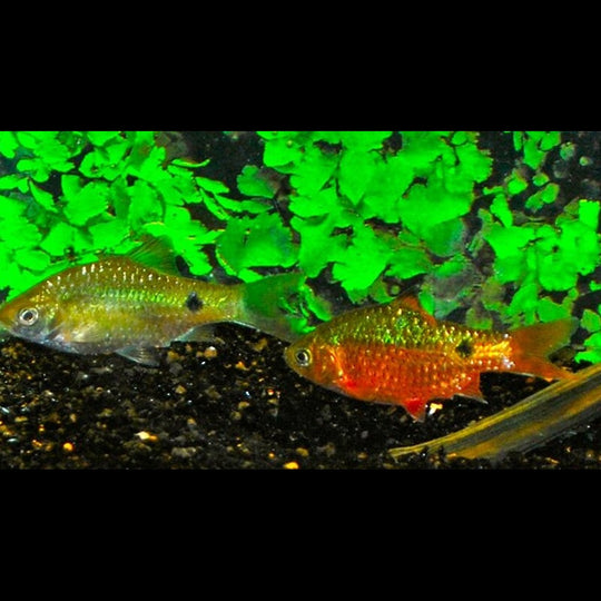 Barbus rosé (Pethia conchonius) – Sur commande