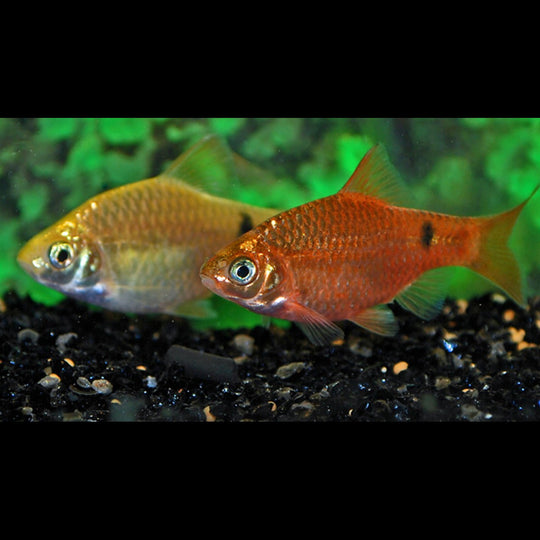 Barbus rosé néon (Pethia conchonius « neon ») – Sur commande