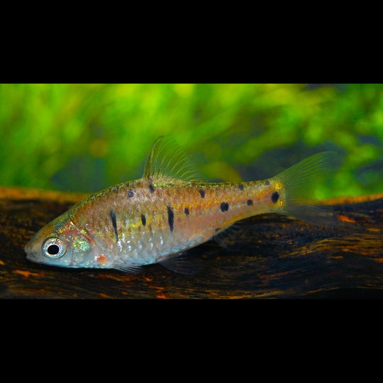 Barbus doré sauvage (Barbodes semifasciolatus) – Sur commande – par 10
