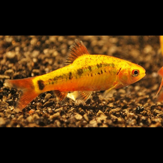 Barbus doré (Barbodes semifasciolatus « Schuberti ») – Sur commande – par 10