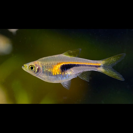 Rasbora de Hengel sauvage (Trigonostigma hengeli) – Sur commande – par 10