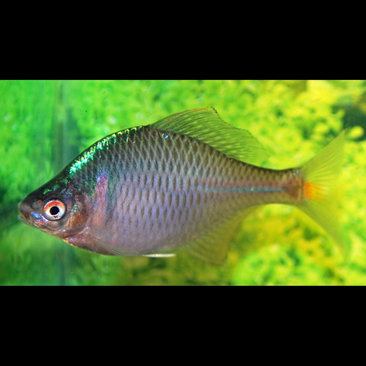 Bouvière ocellée (Rhodeus ocellatus) – Sur commande