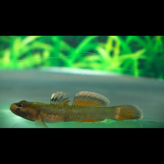 GOBY SP. Rouge Blanc sauvage (Rhinogobius sp. red white fin) – Sur commande