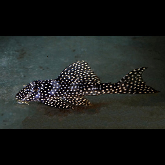 Pléco nuage doré L048 sauvage (Scobiancistrus cf. pariolispos) – Sur commande