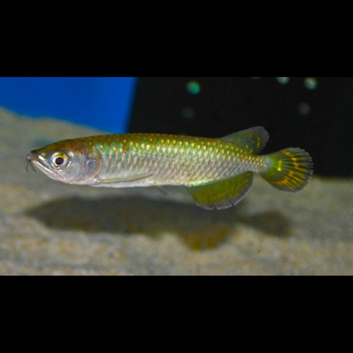 Arowana Australien sauvage (Scleropages jardini) – Sur commande