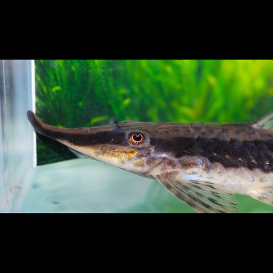Sturisoma nigrirostrum sauvage (Sturisoma nigrirostrum) – Sur commande