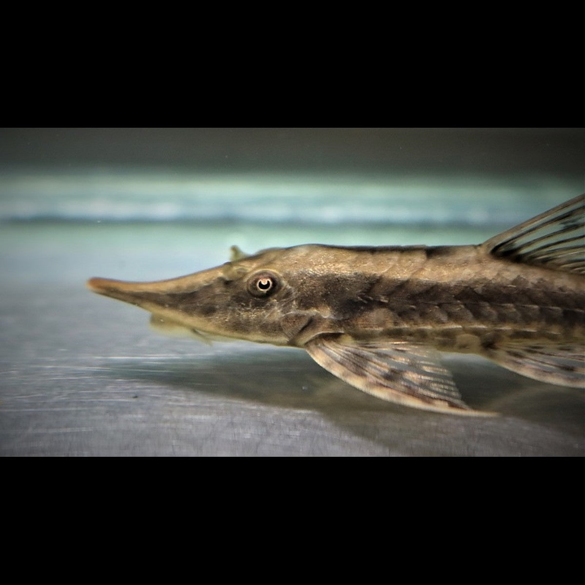 Sturisoma du Paraguay sauvage (Sturisoma robustum) – Sur commande
