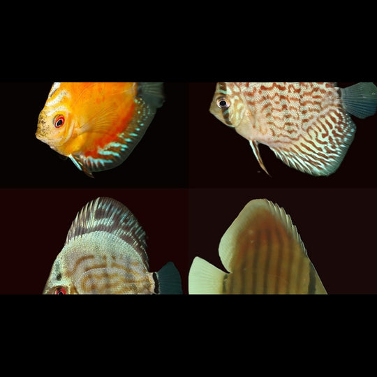 Discus Assortis (S. aequifasciatus mix) – Sur commande