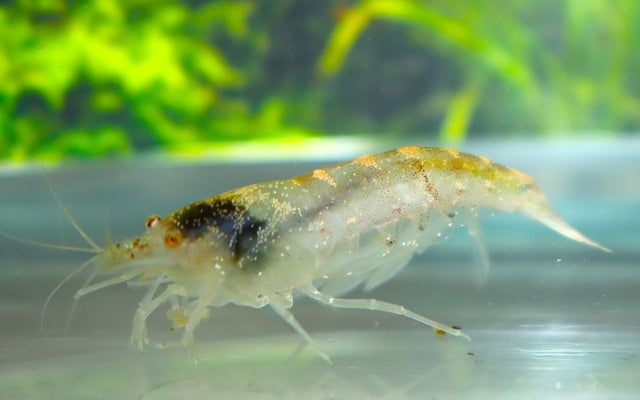 CARIDINA TYPUS (amano d'Australie)