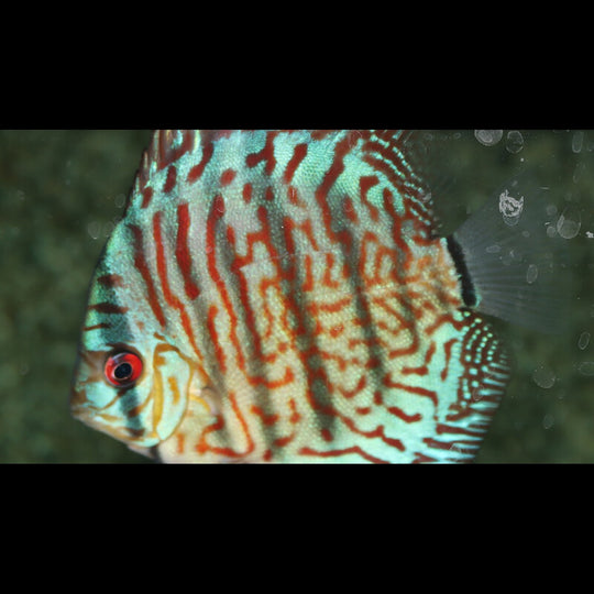 Discus Rouge Turquoise (S. aequifasciatus red turquoise) – Sur commande