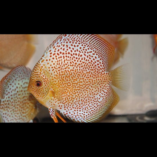 Discus Eruption (S. aequifasciatus eruption) – Sur commande