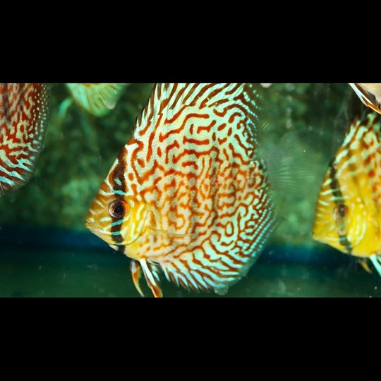 Discus Pantera (S. aequifasciatus pantera) – Sur commande