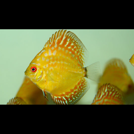 Discus Pigeon Pigeon Electric Dream (S.aequifasciatus pigeon electric dream) – Sur commande