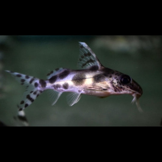 Siffleur Décoré sauvage (Synodontis decorus) – Sur commande