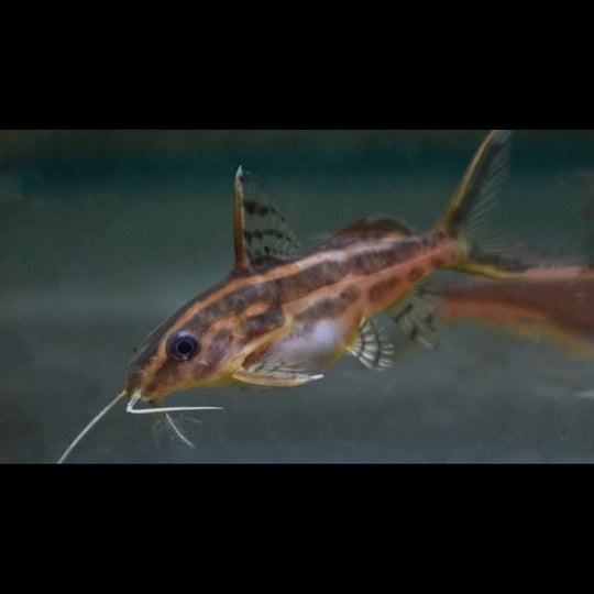 Siffleur Flavitaeniatus sauvage (Synodontis flavitaeniatus) – Sur commande