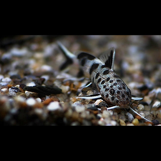Synodontis NAIN (Synodontis lucipinnis) – Sur commande