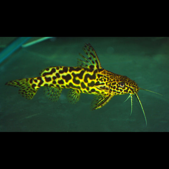 Synodontis Schoutedeni sauvage (Synodontis schoutedeni) – Sur commande