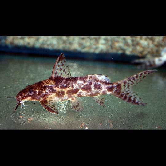 Synodontis Soloni sauvage (Synodontis soloni) – Sur commande