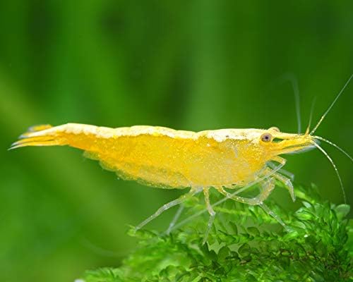 Neocaridina Yellow