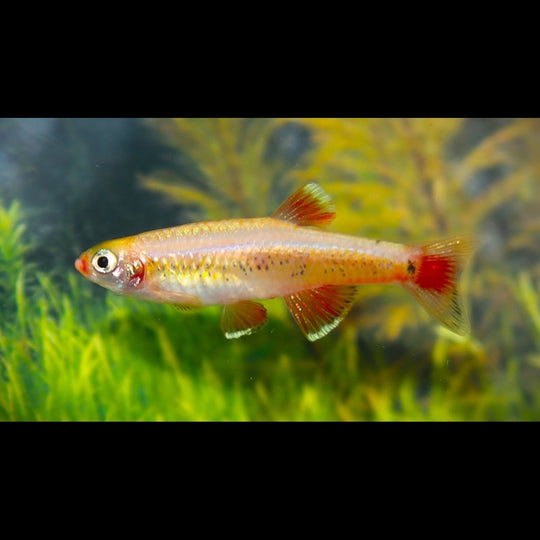 NĂ©on chinois dorĂ© (Tanichthys albonubes « gold ») â Sur commande â par 10