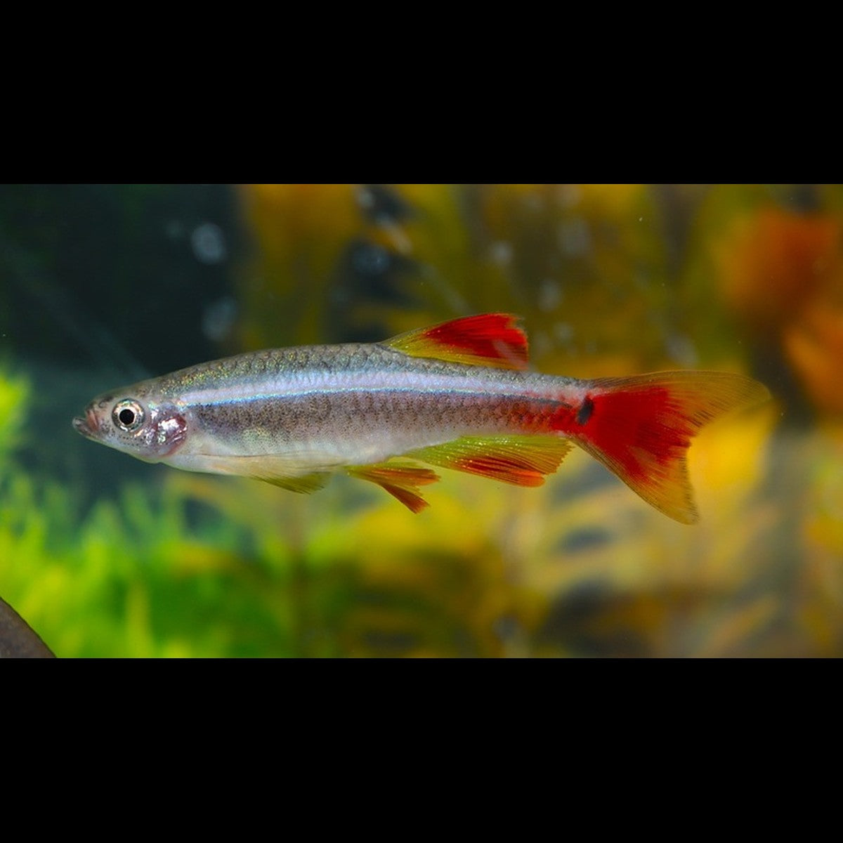 Néon chinois voile (Tanichthys albonubes « long fin ») – Sur commande – par 10