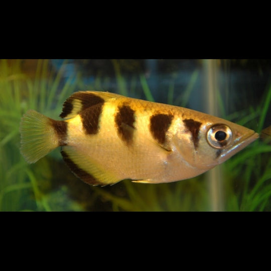 Poisson-archer sauvage (Toxotes jaculatrix) – Sur commande