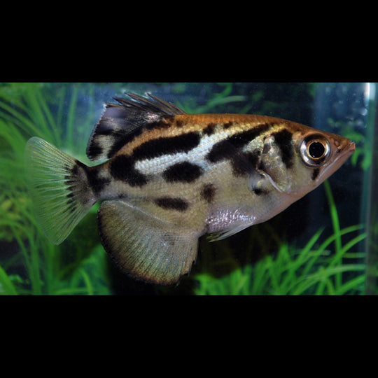 Poisson-archer léopard doré sauvage (Toxotes blythii) – Sur commande