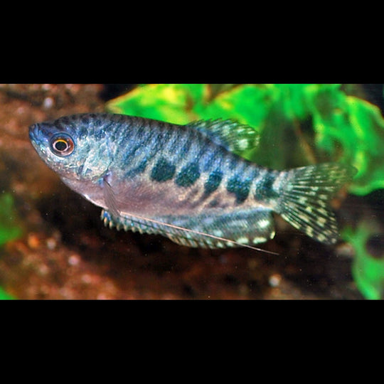 Gourami marbré (Trichopodus trichopterus « marble ») – Sur commande