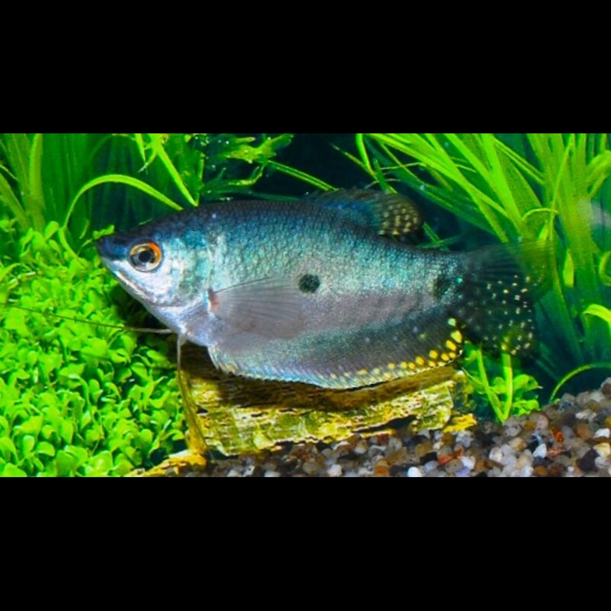 Gourami bleu (Trichopodus trichopterus) – Sur commande