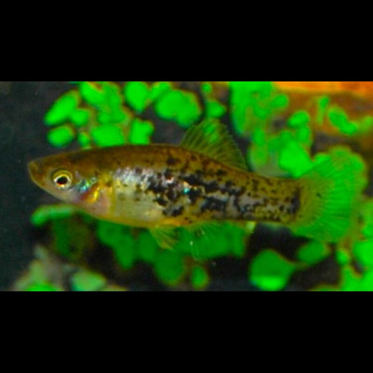 Platy Catemaco (Xiphophorus milleri) – Sur commande